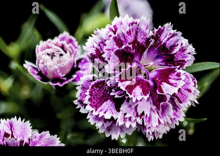 Beautiful Blooming pink Carnation Dia Deur Sissy isolated on a black background. Flower head close-up, Odessa, Ukraine, Europe Stock Photo