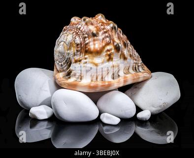 Cypraecassis rufa, Red Helmet Shell, resting on smooth white stones against a black background. The shell glossy surface and ribbed opening contrast w Stock Photo
