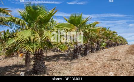 Palm trees at outdoor plant nursery Stock Photo