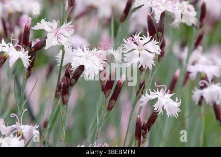 Pale pink fringed Dianthus superbus in flower. Stock Photo