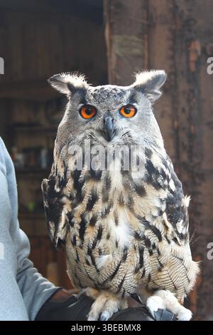 Close-up of a Eurasian eagle-owl (Bubo bubo) with striking orange eyes, perched on a gloved hand Stock Photo