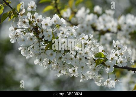 A branch of the wild cherry tree (Prunus avium) is covered in numerous white blossoms. Stock Photo