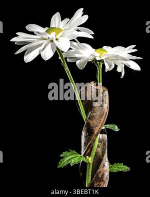 Creative still life with old rusty drill bit and white chamomile on a black background, Odessa, Ukraine, Europe Stock Photo
