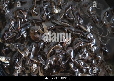 Dried mun mushrooms, Chinese traditional medicine and cuisine. Fungi ingredients macro shot. Stock Photo