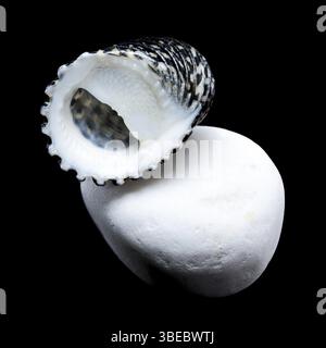 Close-up of a Neritodryas cornea shell with black and yellow stripes, placed on a white stone against a black background. Perfect for nature and marin Stock Photo