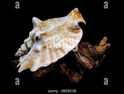 A detailed photo of a Strombus raninus shell resting on driftwood, set against a black background, highlighting its natural beauty and texture, Odessa Stock Photo