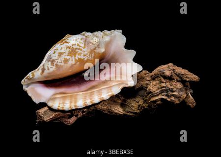 A detailed photo of a Strombus raninus shell resting on driftwood, set against a black background, highlighting its natural beauty and texture, Odessa Stock Photo