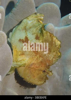 Rocking fish (Taenianotus triacanthus Stock Photo - Alamy