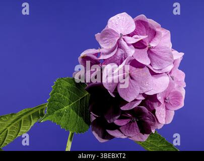 Beautiful Blooming Pink hydrangea early rose on a blue background. Flower head close-up, Odessa, Ukraine, Europe Stock Photo