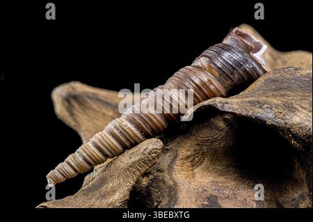 Close-up of a Turritella shell with a spiral structure resting on textured driftwood, isolated against a black background. Highlights natural ridges a Stock Photo