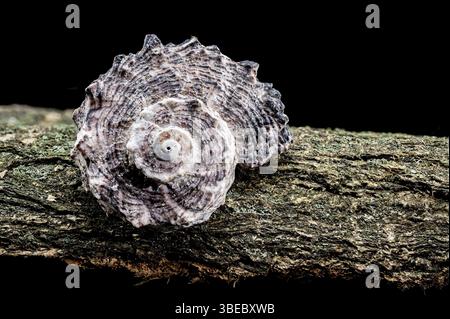 Angaria delphinus shell resting on a textured driftwood surface, captured with intricate details and set against a black background, Odessa, Ukraine, Stock Photo
