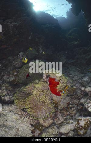 Radianthus Ritteri Ritteri anemone, Radianthus magnifica (Heteractis magnifica), Anemonae ...
