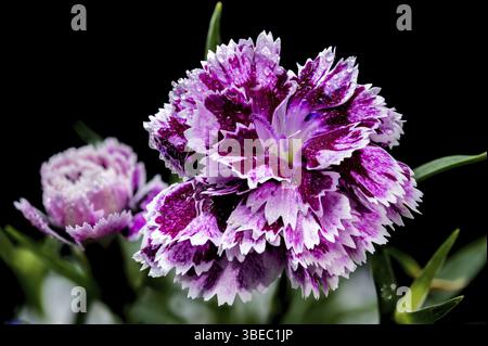 Beautiful Blooming pink Carnation Dia Deur Sissy isolated on a black background. Flower head close-up, Odessa, Ukraine, Europe Stock Photo
