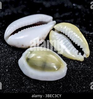 Close-up of Cypraea annulus sea shell on a black sand background, Odessa, Ukraine, Europe Stock Photo