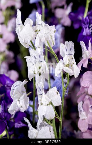 Beautiful Blooming multicolored delphinium flower isolated on a black background. Flower head close-up, Odessa, Ukraine, Europe Stock Photo