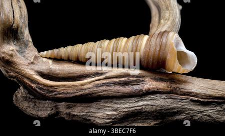 Close-up of a Turritella shell with a spiral structure resting on textured driftwood, isolated against a black background. Highlights natural ridges a Stock Photo
