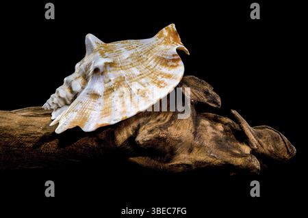 A detailed photo of a Strombus raninus shell resting on driftwood, set against a black background, highlighting its natural beauty and texture, Odessa Stock Photo