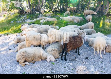 Sheeps on the ground. White and brown sheep. Rocks and grass. Stock Photo
