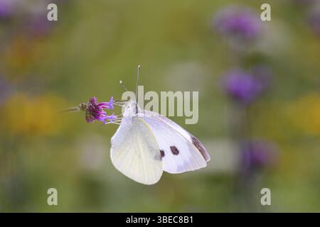 Small white - Pieris rapae on Argentine verbena - Verbena bonariensis (Pieris rapae) Stock Photo