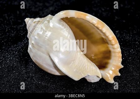 Close-up of Phalium glaucum sea shell on a black sand background, Odessa, Ukraine, Europe Stock Photo