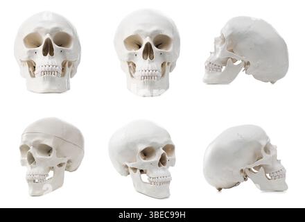 Artificial human skull isolated on white, set. Different sides Stock Photo