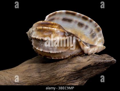 Close-up of a Harpa amouretta shell with intricate patterns, resting on textured wood, set against a black background to emphasize its natural beauty Stock Photo
