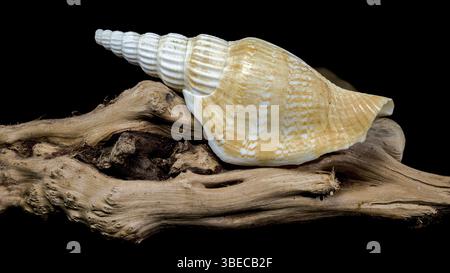 A detailed image of a ribbed strombus vittatus seashell with a pointed spiral, resting on rugged driftwood, against a black background. Perfect for na Stock Photo
