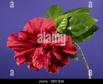 Beautiful Blooming Double red hibiscus flower on a purple background. Flower head close-up, Odessa, Ukraine, Europe Stock Photo
