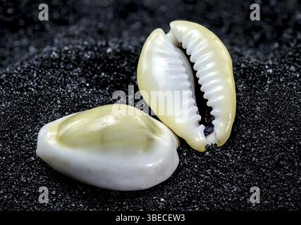 Close-up of Cypraea annulus sea shell on a black sand background, Odessa, Ukraine, Europe Stock Photo