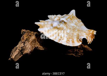 A detailed photo of a Strombus raninus shell resting on driftwood, set against a black background, highlighting its natural beauty and texture, Odessa Stock Photo