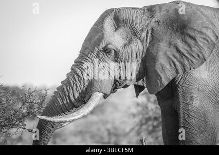 Side profile of an Elephant in black and white in the Kruger National Park, South Africa, Africa Stock Photo