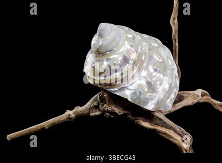 A Pearlized Wavy Turban Seashell Astraea turbanicum resting on a piece of textured driftwood, isolated against a black background. The shell's iridesc Stock Photo