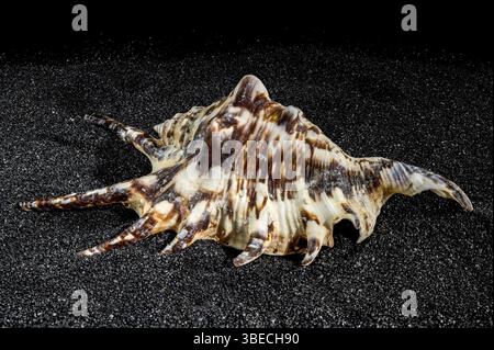 Spider conch seashell, lambis tiger, on a black sand background close-up, Odessa, Ukraine, Europe Stock Photo