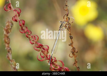 White-footed Damselfly Platycnemis pennipes perched on a Wood Sorrel (Rumex bucephalophorus), Lorcha, Spain Stock Photo