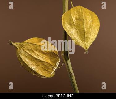 Physalis or Chinese lantern plant on a brown background. Flower head close-up, Odessa, Ukraine, Europe Stock Photo