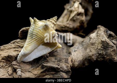 A stunning trombus pugilis or Fighting Conch shell displayed on rugged driftwood. Its vibrant golden tones and detailed spirals are elegantly highligh Stock Photo