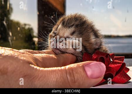 Sleeping Newborn Kitten with Red Gift Ribbon on Sunny Background, Cute Pet Concept Stock Photo