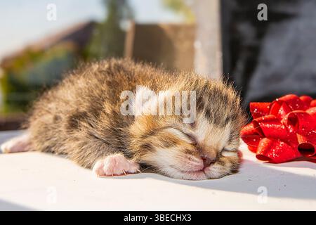 Sleeping Newborn Kitten with Red Gift Ribbon on Sunny Background, Cute Pet Concept Stock Photo