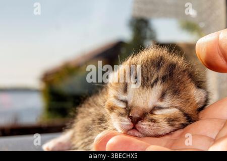 Sleeping Newborn Kitten with Red Gift Ribbon on Sunny Background, Cute Pet Concept Stock Photo