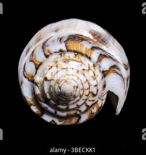 Close-up of a Conus striatus, commonly known as the striated cone shell, showcasing its intricate spiral patterns and earthy tones against a black bac Stock Photo