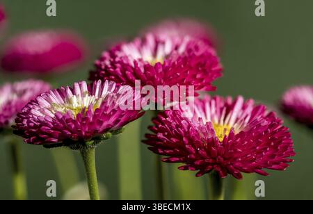 Beautiful blooming Daisy red Bellis flowers on a green background. Flower head close-up, Odessa, Ukraine, Europe Stock Photo