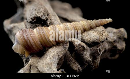 Close-up of a Turritella shell with a spiral structure resting on textured driftwood, isolated against a black background. Highlights natural ridges a Stock Photo