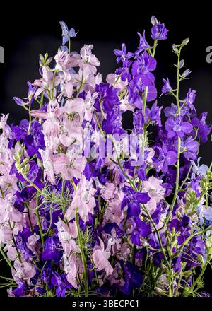 Beautiful Blooming multicolored delphinium flower isolated on a black background. Flower head close-up, Odessa, Ukraine, Europe Stock Photo