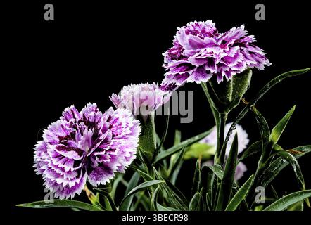 Beautiful Blooming pink Carnation Dia Deur Sissy isolated on a black background. Flower head close-up, Odessa, Ukraine, Europe Stock Photo