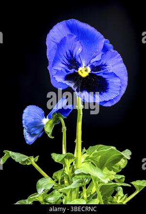 Close-up of vibrant Blue and purple pansy flower with water droplets on their petals, set against a black background. The delicate texture and intrica Stock Photo
