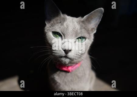 Cat Looking into Camera Stock Photo