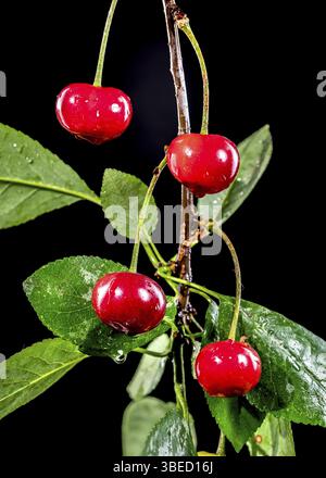 Beautiful Wild cherry isolated on a black background. Flower head close-up, Odessa, Ukraine, Europe Stock Photo