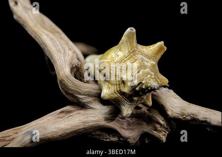 A stunning trombus pugilis or Fighting Conch shell displayed on rugged driftwood. Its vibrant golden tones and detailed spirals are elegantly highligh Stock Photo