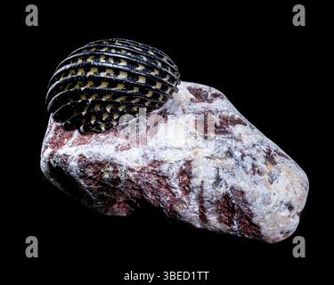 Close-up of a Neritodryas cornea shell with black and yellow stripes, placed on a polished stone against a black background. Perfect for nature and ma Stock Photo