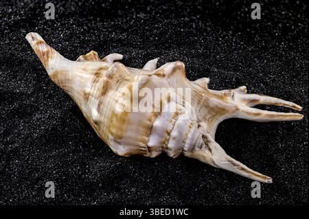 Close-up of Scorpion conch seashell on a black sand background, Odessa, Ukraine, Europe Stock Photo